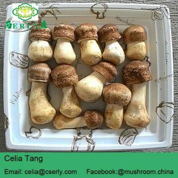 Blazei Mushroom photo-5