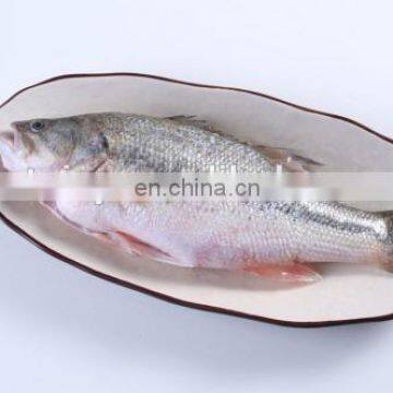 Fish Scale Peeling Cleaning Machine With High Quality photo-7