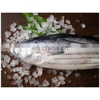 High quality IQF frozen WR skipjack tuna for export