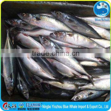 Mackerel Factory Supply Frozen Pacific Mackerel Scomber photo-4