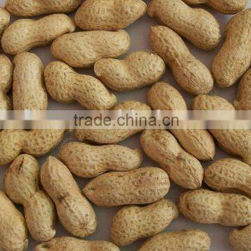 Shandong peanut in the shell