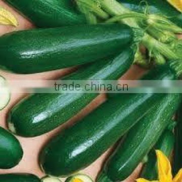 Pure anti-virus deep green hybrid Cucurbita pepo seeds