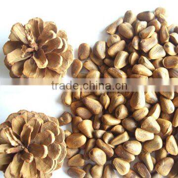 Chinese edible pine nuts