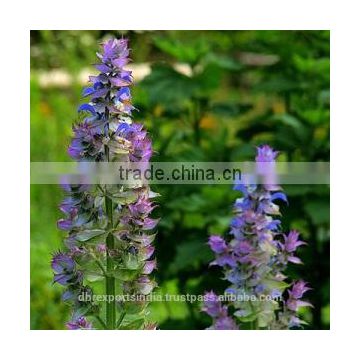 Clary Sage Oil (Salvia Sclarea)