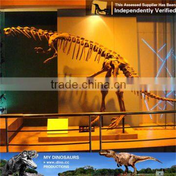 MY Dino-C070 Resin Animal Skeleton for Musuem Exhibition photo-3