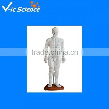 Human acupuncture model 100% factory 70cm