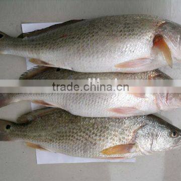 frozen fresh red drum fish(Sciaenops ocellatus) whole round