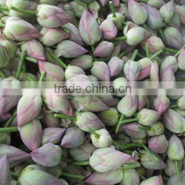 Fresh Lotus Flower Importers in Malaysia / Singapore / Dubai / Canada / US photo-3