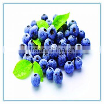 Frozen IQF natural blueberry with low price