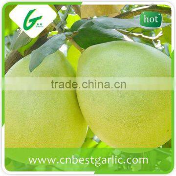 Sweet Honey Pomelo 12kg and 15kg Carton for European Market photo-4