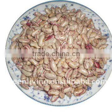 wholesale red speckle kidney bean (from china)