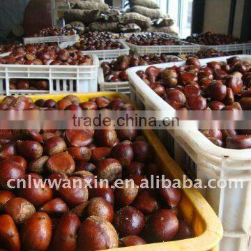 fresh chestnut, chestnut for sale, chinese chestnut, hot sale