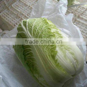 Hot Sale Chinese Big White Long Cabbage photo-3