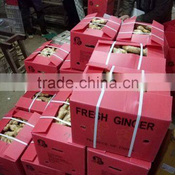 AIR DRY GINGER with 13kg pvc boxes