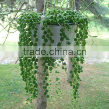 Senecio rowleyanus String-of-pearls String-of-beads