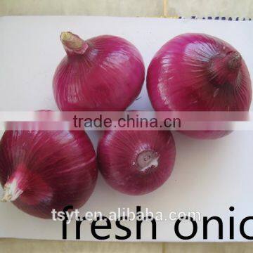Export Quality Fresh Red Onion photo-5