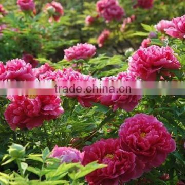 2015 Hot Sale Peony Seed Paeonia suffruticosa Chinese Mudan flower seeds for planting