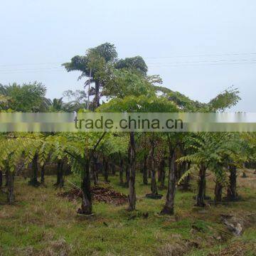 Wholesale Outdoor Decrotive Landscaping Ornamental Palm Caryota Urens L