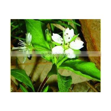 Heterophylly Falsestarwort Root Chinese herb