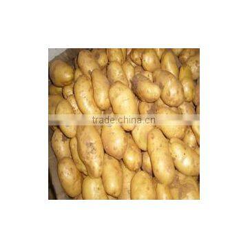 Holland Potato Pack in Mesh Bag or Carton photo-5