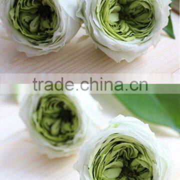 English Rose Claire Austin Real Natural Preserved Flower Roses