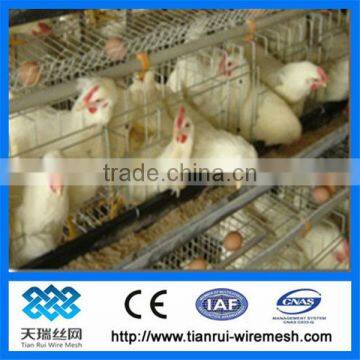 hot sale A type chicken cage for chicken farm