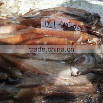 da Nang Illex Squid photo-2