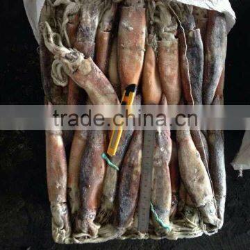 Frozen WR Illex Agentina Squid photo-2