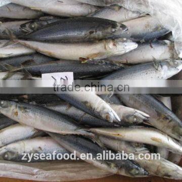 Large Stock Block Shape Pacific Mackerel Manufacturer photo-2