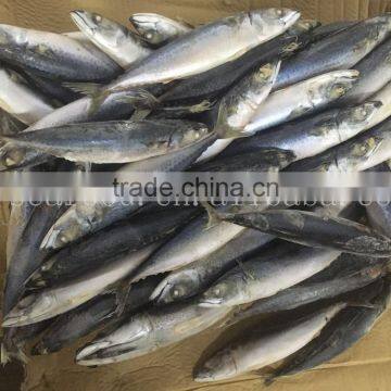 Frozen Mackerle Scomber Scombrus/ Scomber Japonicus Sea Frozen photo-3