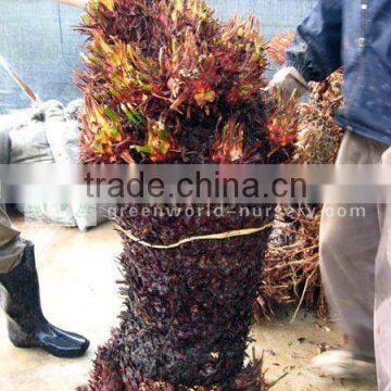 bare root cycas revoluta multi-heads washed