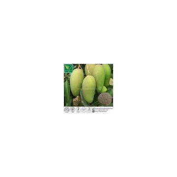 Africa Mango Seed Extract Irvingia Gabonensis 7%