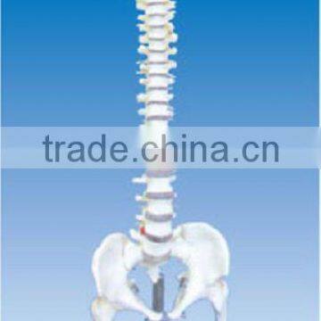 Spinal column with pelvis and femur heads model