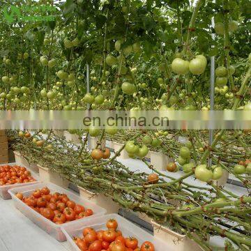 Hydroponics Grow Tent Used Dutch Bucket Sale