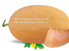 Hybrid Hami Melon Seeds Crisp Orange Flesh Melon