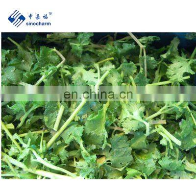 Sinocharm Frozen vegetable  BRC A approved Fresh 5cm IQF Frozen Coriander Cut