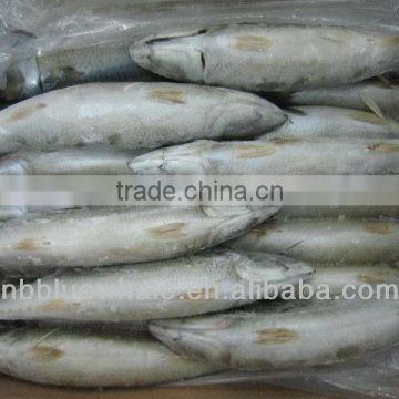 new season frozen pacific mackerel 200g 300g 500g