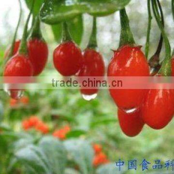 ORGANIC GOJI BERRIES