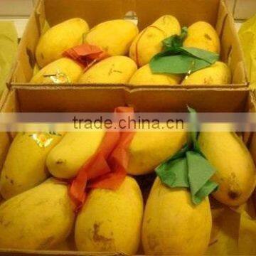 Fresh Yellow Mangoes photo-2