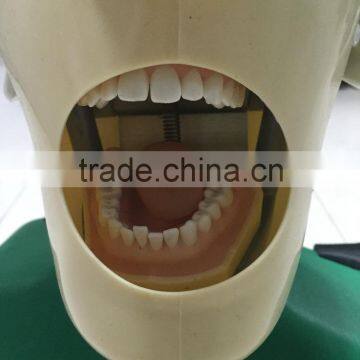 Professional manikins for sale dental simulation senior II