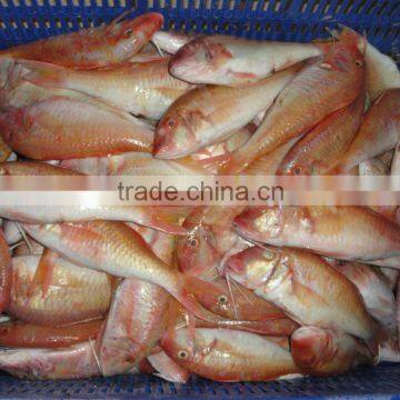 Frozen Red Mullet
