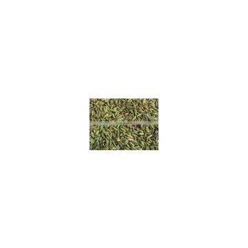 Fennel Seed High Quality Green Colour New 2014 Crop