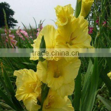 gladiolus