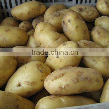 fresh holland potato packing in bags/cartons