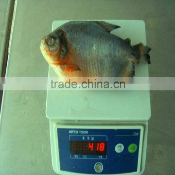 Frozen black pomfret fish raised by famers from China