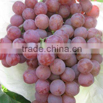 Fresh Yunan Red Grapes