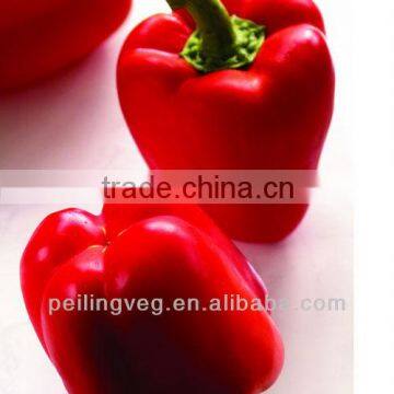 15kg carton Chinese new corp ground sweet pepper