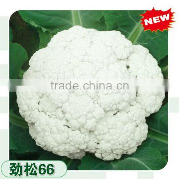 High Yield Early Mature Hot Resistance Hybrid Cauliflower Seeds 55 Days