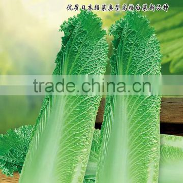 New variety Chinese vegetable seeds for growing-MoYu