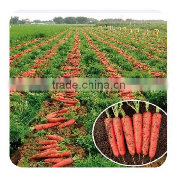 Hybrid F1 carrot seeds for growing high quality-Hong duo wei